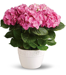 Happy Hydrangea - Pink from In Full Bloom in Farmingdale, NY